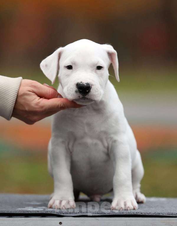 Собаки в Котельнике: Родились 12.09.2025г. Мальчики и дево Девочка, 50 000 руб. - фото 2