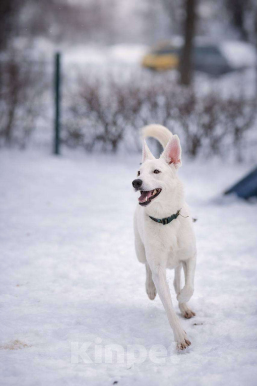Собаки в Москве: Ласковый Арчи ищет дом Мальчик, Бесплатно - фото 7