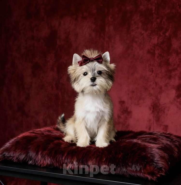 Собаки в Москве: Йорк мини девочка бэби фейс. Голддаст йорк из питомника Девочка, 80 000 руб. - фото 3