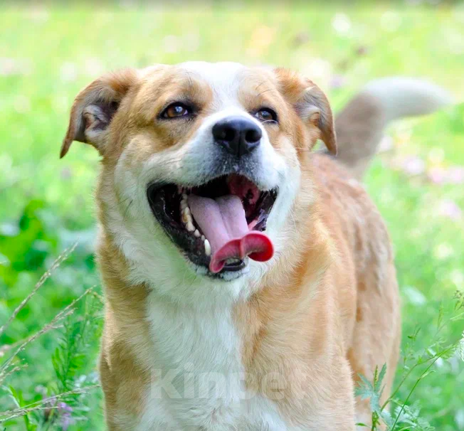 Собаки в Москве: Рик Мальчик, Бесплатно - фото 4