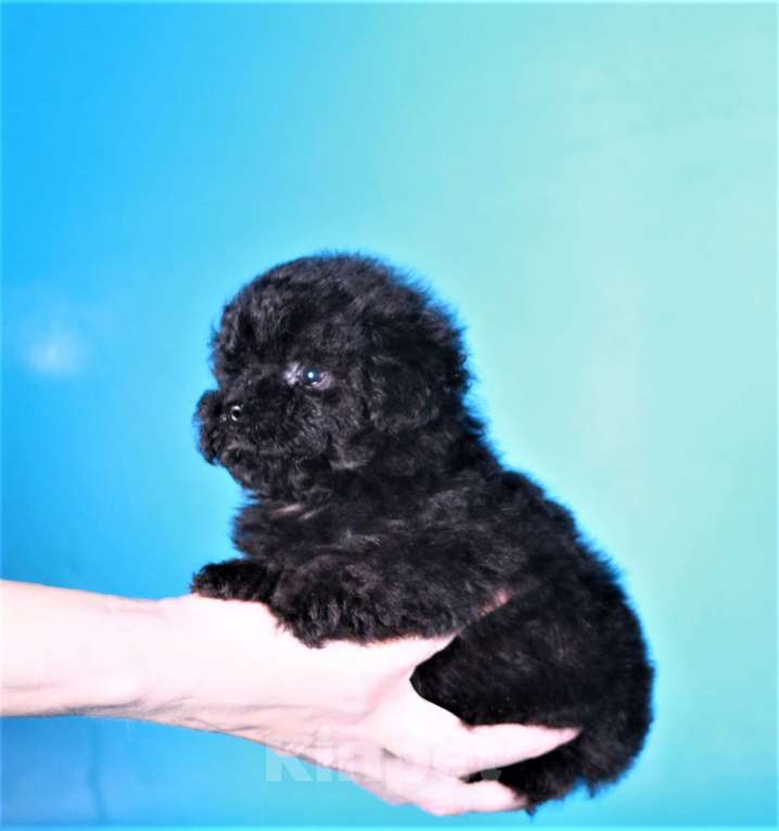 Собаки в Москве: мальтипу Ф1 щенок мини девочка Девочка, 90 000 руб. - фото 9