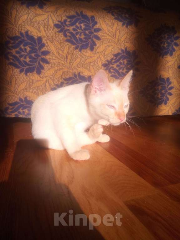 Кошки в Санкт-Петербурге: Меконгский бобтейл Мальчик, 20 000 руб. - фото 1