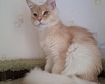 Кошки в Москве: Котенок мейн-кун Мальчик, 25 000 руб. - фото 4