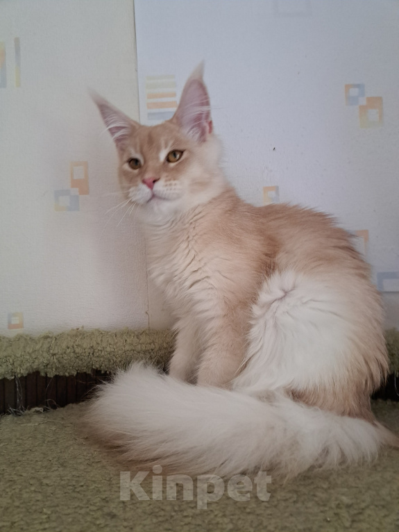 Кошки в Москве: Котенок мейн-кун Мальчик, 25 000 руб. - фото 4