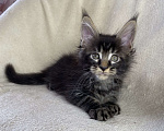 Кошки в Дмитрове: Черный мраморный мальчик мейн кун Мальчик, 40 000 руб. - фото 2