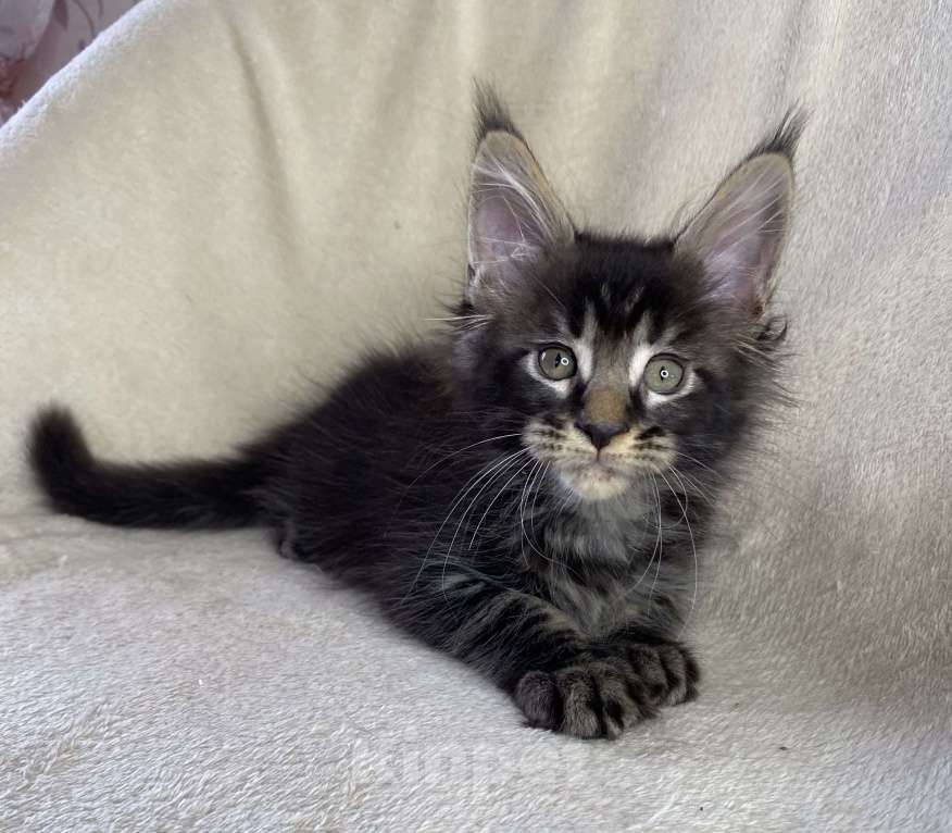 Кошки в Дмитрове: Черный мраморный мальчик мейн кун Мальчик, 40 000 руб. - фото 2