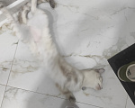 Кошки в Ставрополе: Отдам своё чудо в добрые руки ОЧЕНЬ СРОЧНО Девочка, Бесплатно - фото 4