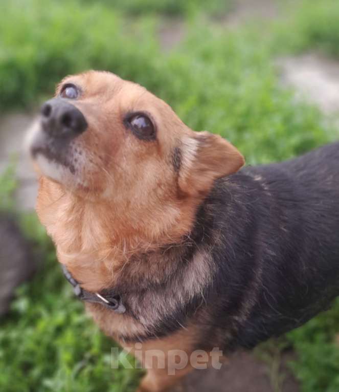 Собаки в Санкт-Петербурге: Собака в добрые руки Девочка, 100 руб. - фото 4