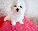 Собаки в Екатеринбурге: Мальтийская болонка — отличный выбор для дома.  Мальчик, Бесплатно - фото 2