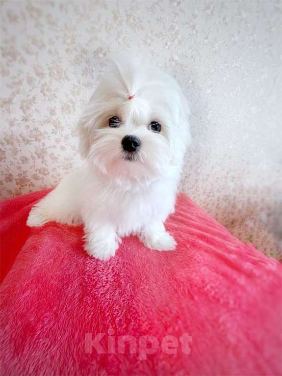 Собаки в Екатеринбурге: Мальтийская болонка — отличный выбор для дома.  Мальчик, Бесплатно - фото 2