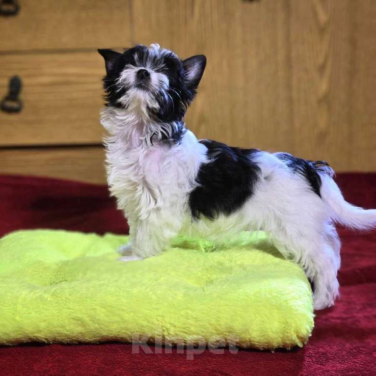 Собаки в Москве: Бивер-счастье в вашем доме Девочка, 20 000 руб. - фото 3