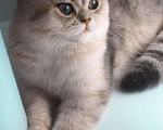 Кошки в Химках: Вязка с красивым шотландцем❤️, 2 000 руб. - фото 1