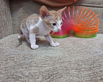 Кошки в Дубовке: Котята Донского сфинкса, 5 000 руб. - фото 3