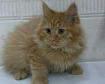 Кошки в Бикине: Котята мейн кун, 30 000 руб. - фото 7