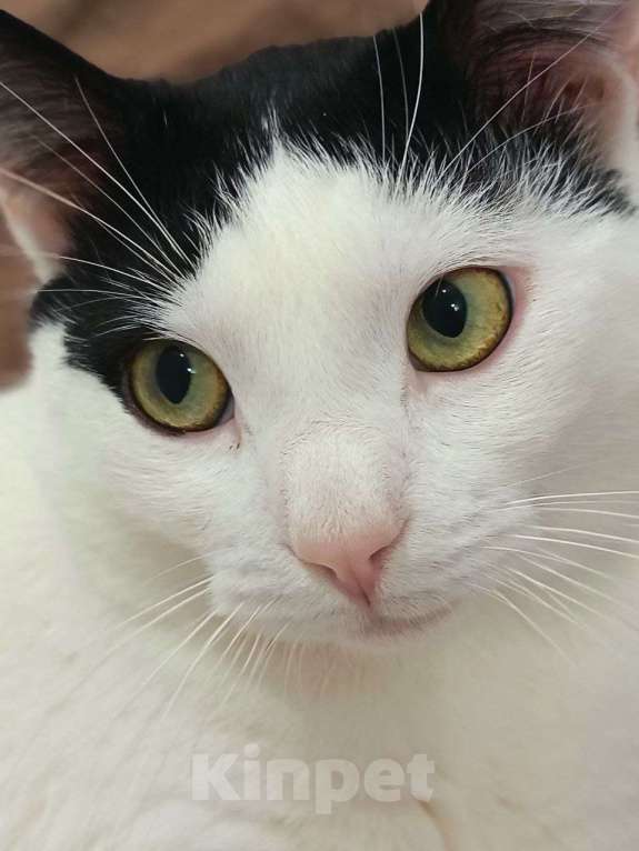 Кошки в Москве: Котик с сердечком 💗 Мальчик, 50 руб. - фото 1