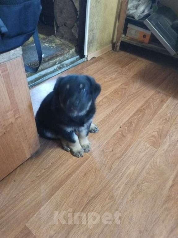 Собаки в Новосибирске: щен в добрые руки девочка Девочка, Бесплатно - фото 1