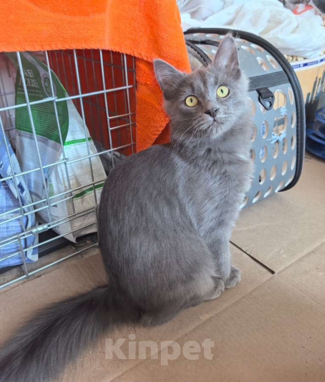 Кошки в Москве: Маленькая Дымка ищет семью! Девочка, Бесплатно - фото 4