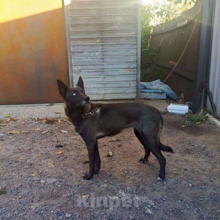 Собаки в Москве: Хозяин оставил собаку на стройке 🆘️ Скоро стройгородок закроют, и она останется там совсем одна Девочка, Бесплатно - фото 5