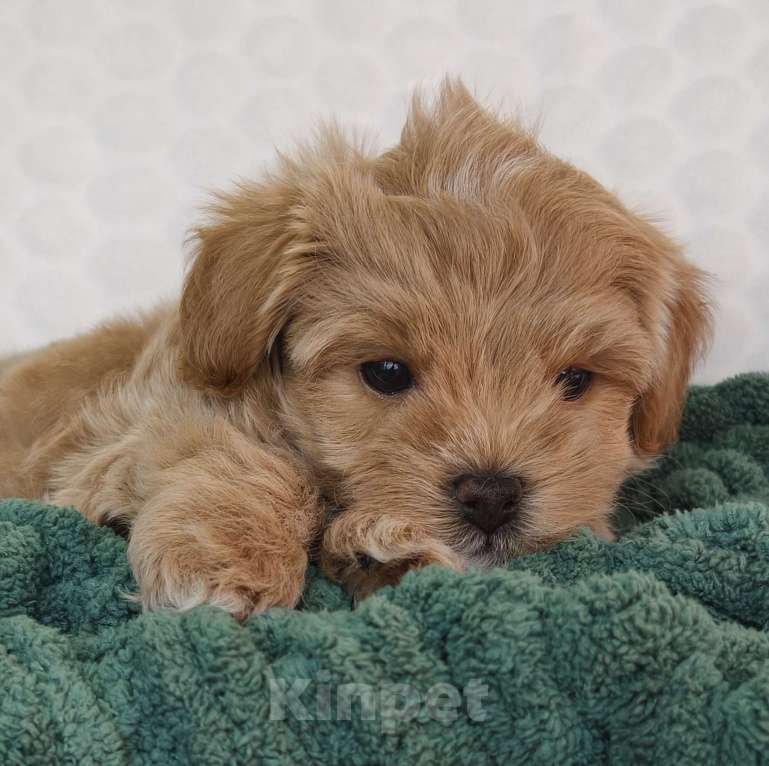 Собаки в Санкт-Петербурге: Щенки мальтипу f1 мини Девочка, Бесплатно - фото 2