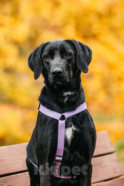 Собаки в Москве: Собака бесплатно Москва Девочка, Бесплатно - фото 2