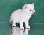 Кошки в Сарове: Хорошенький мальчонка Мальчик, Бесплатно - фото 3