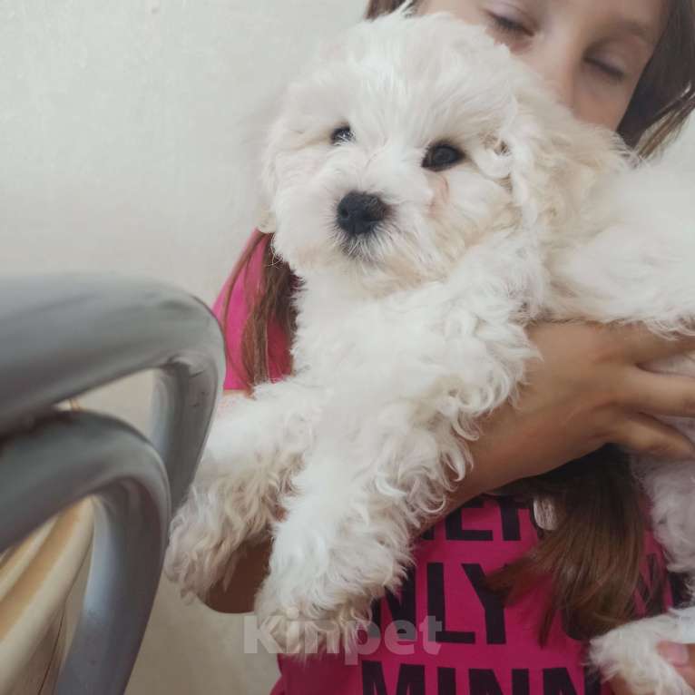 Собаки в Красноярске: продам щенков Бишон Фризе Мальчик, 50 000 руб. - фото 1