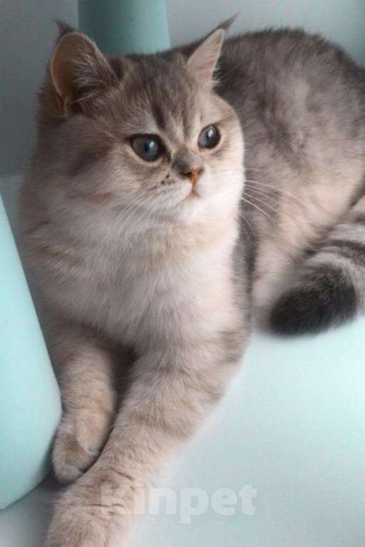Кошки в Химках: Вязка с красивым шотландцем❤️, 2 000 руб. - фото 1