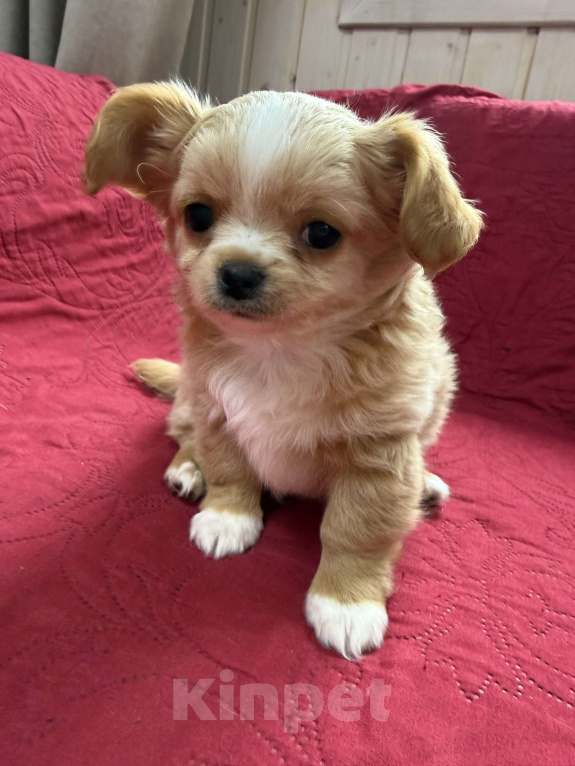 Собаки в других городах Московской области: Мальчик чихуахуа Габриель Мальчик, 60 000 руб. - фото 4