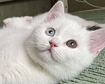 Кошки в Перми: Белоснежные шотландцы Девочка, 25 000 руб. - фото 1
