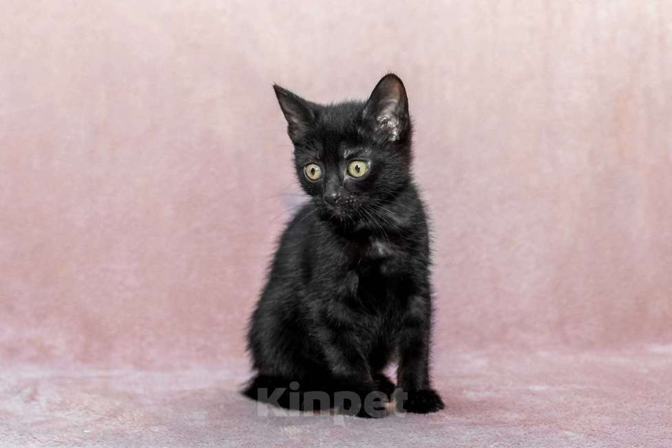 Кошки в Москве: котенок Коржик ищет дом Мальчик, Бесплатно - фото 7