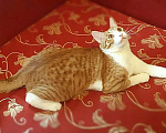 Кошки в Москве: Котик Боня - комнатное солнышко! В добрые руки Мальчик, Бесплатно - фото 6
