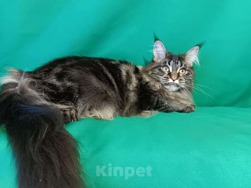 Кошки в других городах Владимирской области: Девочка мейн кун полидакт Девочка, 25 000 руб. - фото 2