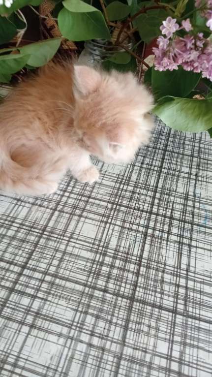 Кошки в Москве: Котенок метис ищет дом Девочка, Бесплатно - фото 2