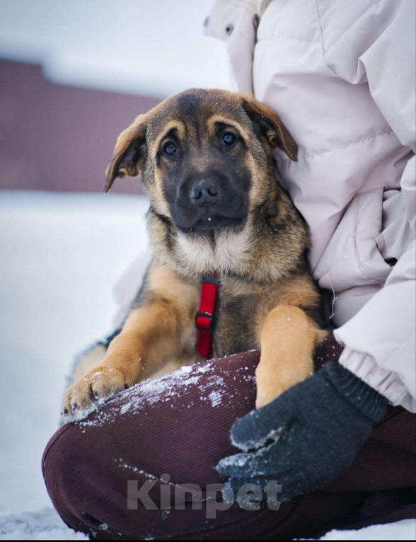 Собаки в других городах Московской области: Веселый парень Рокки хочет домой Мальчик, Бесплатно - фото 1