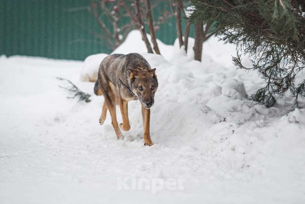 Собаки в Москве: Лори Мальчик, Бесплатно - фото 6