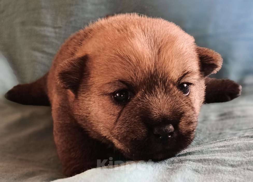 Собаки в Москве: Норвичата Мальчик, Бесплатно - фото 4