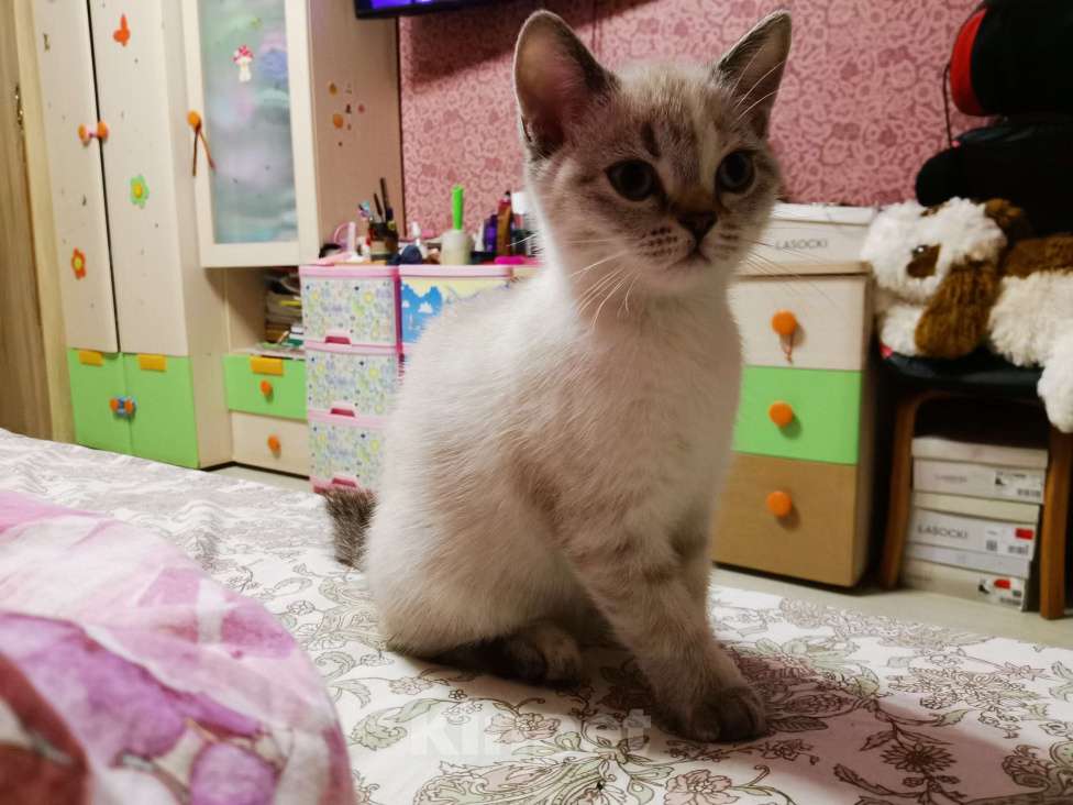 Кошки в Москве: Британские котята  Девочка, 12 000 руб. - фото 2