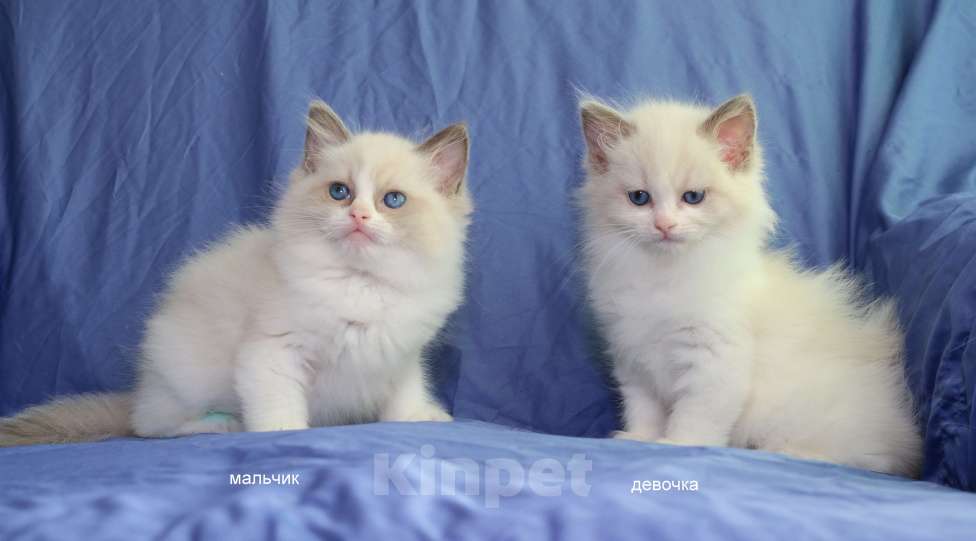 Кошки в Санкт-Петербурге: Рэгдолл Девочка, 60 000 руб. - фото 4