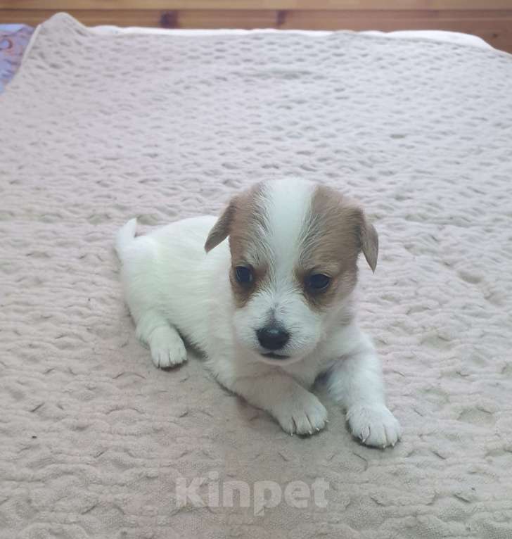 Собаки в Красноярске: Щенок джек Рассел терьер мальчик Мальчик, 18 000 руб. - фото 7