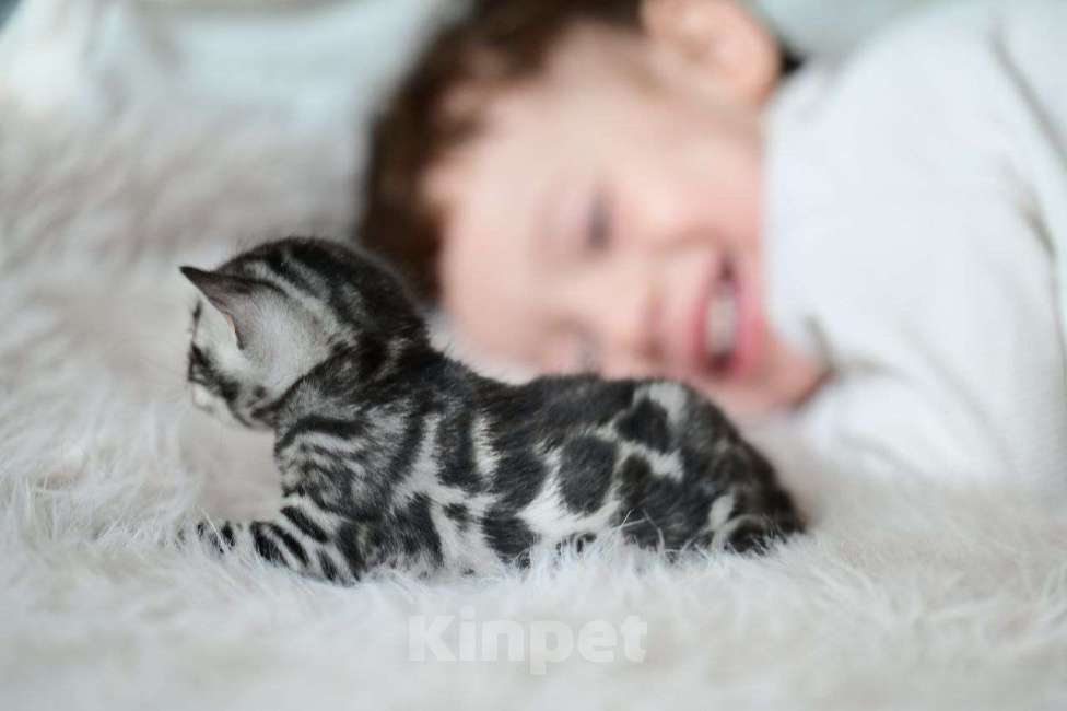 Кошки в Ивантеевке: D001 Девочка, 70 000 руб. - фото 4