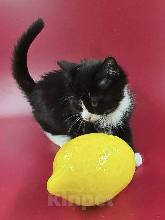 Кошки в Москве: Чука - маленький атаман в юбке Девочка, Бесплатно - фото 2