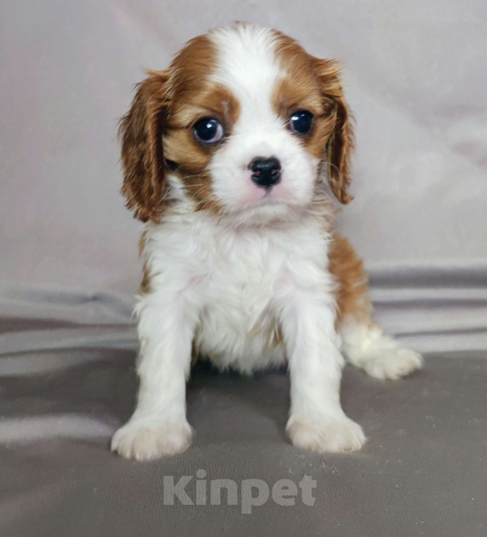Собаки в Санкт-Петербурге: Миниатюргая девочка кавалер Кинг Чарльз спаниель  Девочка, Бесплатно - фото 3