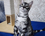 Кошки в Москве: Бенгальские котята серебро  Мальчик, 55 000 руб. - фото 10