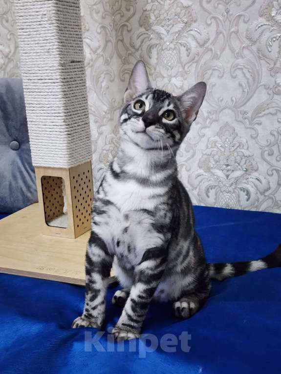 Кошки в Москве: Бенгальские котята серебро  Мальчик, 55 000 руб. - фото 10