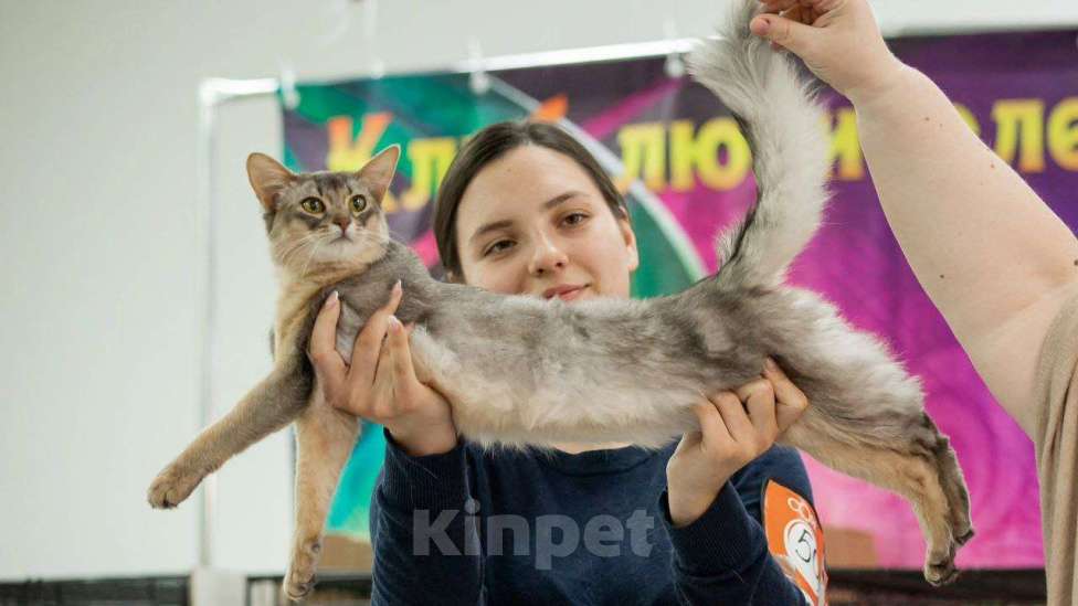 Кошки в Волгограде: Сомалийская кошечка  Девочка, 50 000 руб. - фото 4