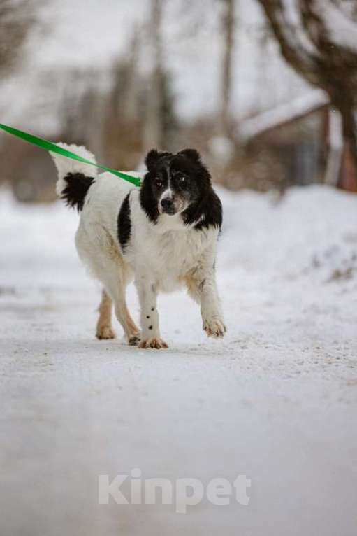 Собаки в Москве: Пушистая аусси Снежа в добрые руки Девочка, Бесплатно - фото 3