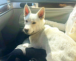 Собаки в Ростове-на-Дону: Максик ищет дом 🏠 Мальчик, Бесплатно - фото 2