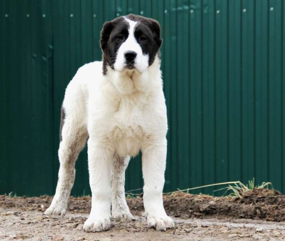 Собаки в Санкт-Петербурге: Щенки Алабая Мальчик, Бесплатно - фото 4