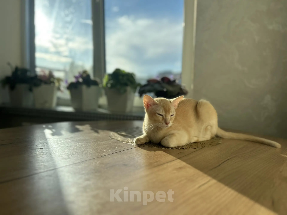 Кошки в Воронеже: Котенок Европейская бурма Мальчик, Бесплатно - фото 3