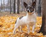 Собаки в Санкт-Петербурге: Маленькая игривая и ласковая собачка Девочка, Бесплатно - фото 9